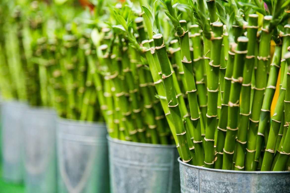 Wat je moet weten over bamboe